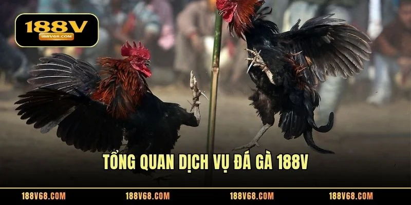 Tổng quan dịch vụ đá gà 188V